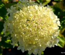 Hydrangea paniculata 'Limelight'