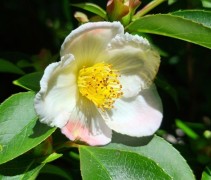 Stewartia Rostrata