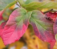 Parrotia persica 'Bella' - Perzisch IJzerhout - 2