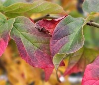Parrotia persica 'Bella' - Perzisch IJzerhout - 1