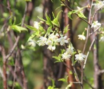 Prunus serrula 'Branklyn' bloei
