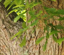 Quercus Bicolor