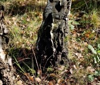 Betula pendula - Ruwe berk in het bos