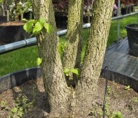 Corylus colurna - Turkse hazelaar - 1