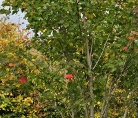Acer rubrum 'October Glory' - Amerikaanse esdoorn - 2