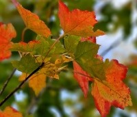 Acer rubrum 'October Glory' - Amerikaanse esdoorn - 1