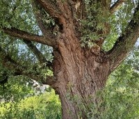 Salix alba - Schietwilg - 2