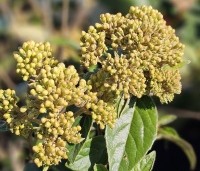 Viburnum 'Eskimo' - Sneeuwbal 'Eskimo' - 1