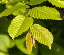 Carpinus betulus blad