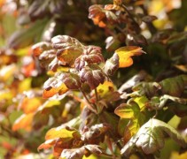 Veldesdoorn 'Red Shine' boom
