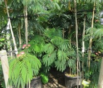 Albizia Ombrella