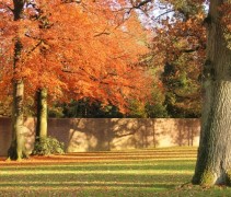 beuk met herfstblad