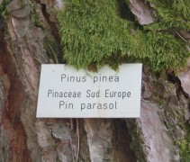 Pinus pinea