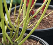 Cornus sericea 'Flaviramea'