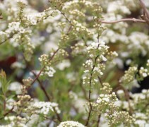 Spiraea nip. 'Snowmound'