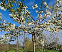 Bloesem Prunus 'Shirotae'
