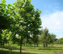 Platanus x hispanica 'Malburg' jonge boom