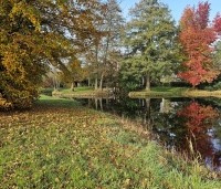 Alnus glutinosa - Zwarte Els - centraal een elzen groep bij een natuurvijver