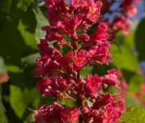 Bloem Aesculus x carnea 'Briotii'