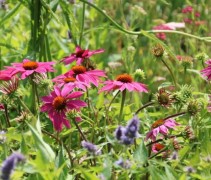 De Echineacea purpurea is heerlijk kleurrijk te combineren