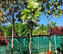 Wisteria Brach. 'Shiro Kapitan'