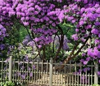 Rhododendron 'Catawbiense Grandiflorum' - Rododendron 'Catawbiense Grandiflorum' - 2