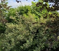 Elaeagnus ebbingei 'Compacta' - Olijfwilg  - 1