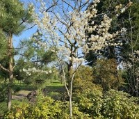Amelanchier laevis 'Ballerina' - Krentenboompje 'Ballerina' - 1