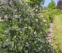Aronia melanocarpa 'Hugin' - Appelbes  'Hugin' - gemengde haag april 2024