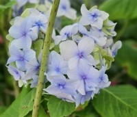 Hydrangea   macrophylla 'Nikko Blue'  - Hortensia 'Nikko Blue' - 4