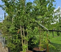Ginkgo biloba - Japanse Notenboom - meerstammig