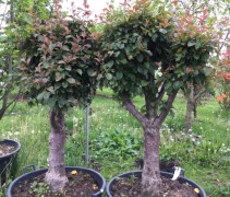 Malus 'Neville Copeman'