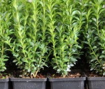 Buxus sempervirens