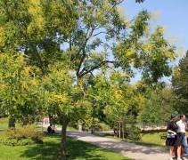 Chinese Vernisboom in stadspark