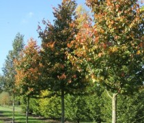 Parrotia persica 'Vanessa' 
