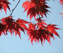 Acer palmatum 'Red Flash'