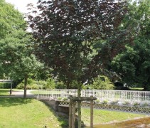 Acer pseudoplatanus 'Atropurpureum'