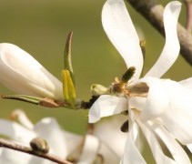 bloei van Magnolia stellata 