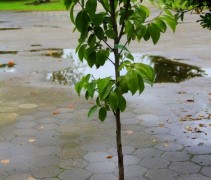Diospyros Kaki (halfstam boompje in C7,5)
