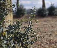 Ilex aquifolium - Scherpe Hulst - 4