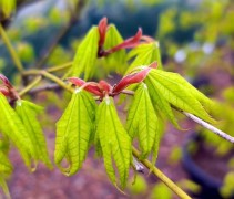Acer palmatum 'Recticulatum'