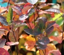 Amelanchier spicata