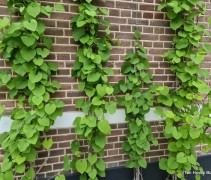 Aristolochia 
