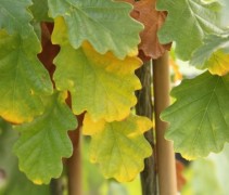 Quercus Petraea
