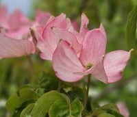 Cornus kousa 'Rosy Teacups' - Japanse grootbloemige kornoelje 'Rosy Teacups' - 3