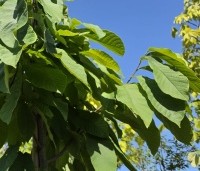 Asimina triloba - Pawpaw - 1