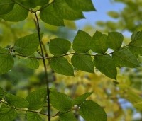 Gymnocladus dioica - Doodsbeenderenboom - 3