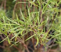 Salix elaeagnos 'Angustifolia' - Rozemarijnwilg, Grijze wilg - 1