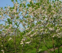 Halesia carolina bloemen