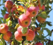 Malus domestica 'Red Elstar'